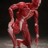 figma Human Anatomical Model