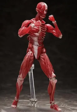 figma Human Anatomical Model