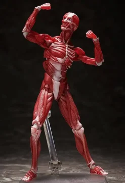 figma Human Anatomical Model