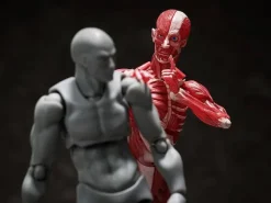 figma Human Anatomical Model