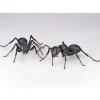 REVO GEO Camponotus japonicus (Black Carpenter Ant) (set of 2)