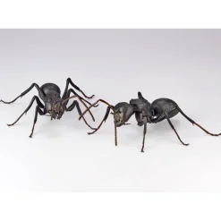 REVO GEO Camponotus japonicus (Black Carpenter Ant) (set of 2)