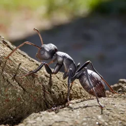 REVO GEO Camponotus japonicus (Black Carpenter Ant) (set of 2)