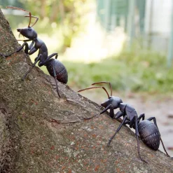 REVO GEO Camponotus japonicus (Black Carpenter Ant) (set of 2)