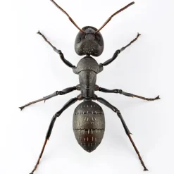 REVO GEO Camponotus japonicus (Black Carpenter Ant) (set of 2)