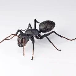 REVO GEO Camponotus japonicus (Black Carpenter Ant) (set of 2)