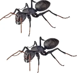 REVO GEO Camponotus japonicus (Black Carpenter Ant) (set of 2)