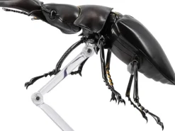 Revogeo Prosopocoilus Giraffa / Giraffe Stag Beetle