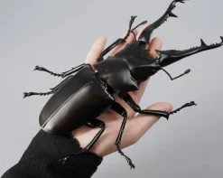 Revogeo Prosopocoilus Giraffa / Giraffe Stag Beetle