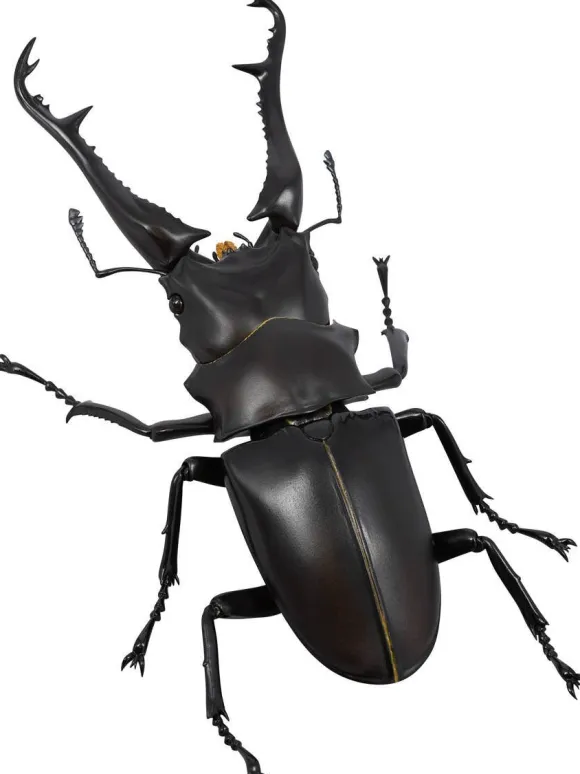 Revogeo Prosopocoilus Giraffa / Giraffe Stag Beetle