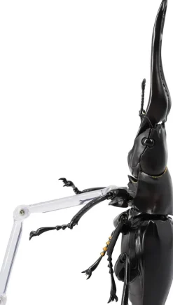 Revogeo Prosopocoilus Giraffa / Giraffe Stag Beetle