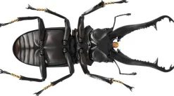 Revogeo Prosopocoilus Giraffa / Giraffe Stag Beetle