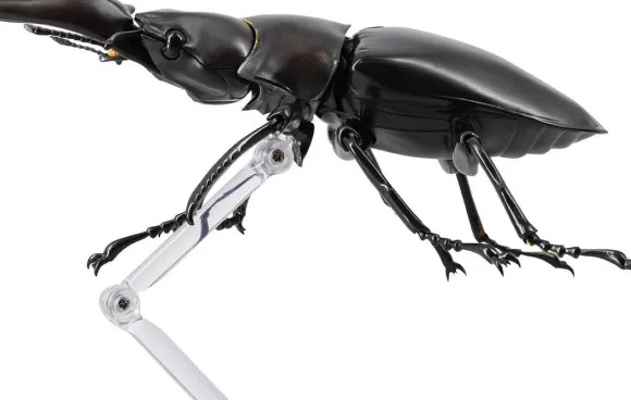 Revogeo Prosopocoilus Giraffa / Giraffe Stag Beetle