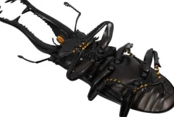 Revogeo Prosopocoilus Giraffa / Giraffe Stag Beetle