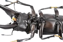 Revogeo Prosopocoilus Giraffa / Giraffe Stag Beetle
