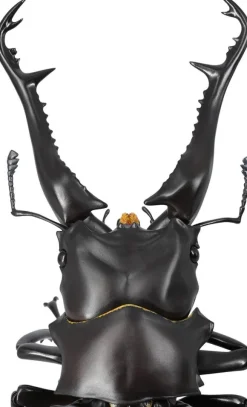 Revogeo Prosopocoilus Giraffa / Giraffe Stag Beetle