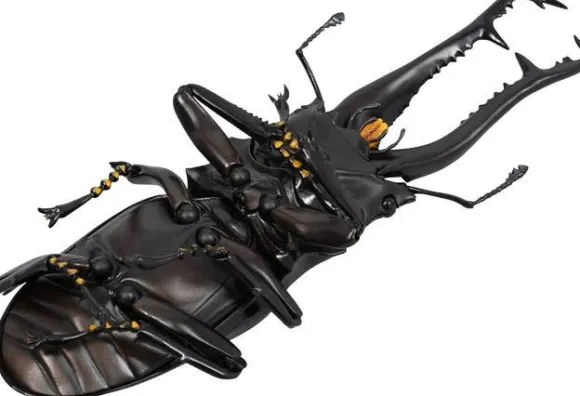 Revogeo Prosopocoilus Giraffa / Giraffe Stag Beetle