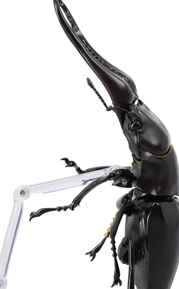 Revogeo Prosopocoilus Giraffa / Giraffe Stag Beetle