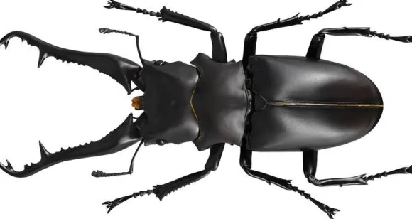 Revogeo Prosopocoilus Giraffa / Giraffe Stag Beetle