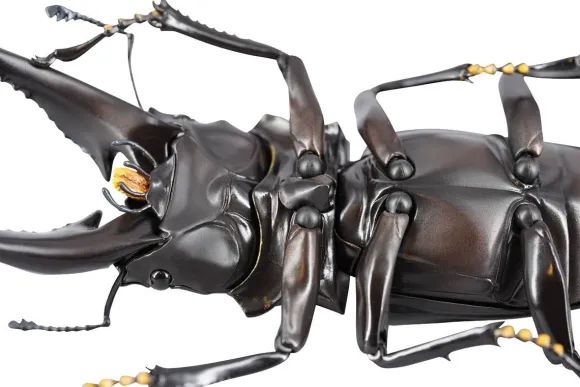Revogeo Prosopocoilus Giraffa / Giraffe Stag Beetle