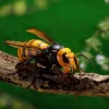 Revogeo Vespa Mandarinia (Asian Giant Hornet / "Murder Hornet")
