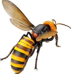 Revogeo Vespa Mandarinia (Asian Giant Hornet / "Murder Hornet")