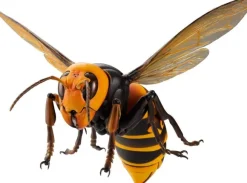 Revogeo Vespa Mandarinia (Asian Giant Hornet / 