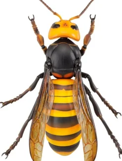 Revogeo Vespa Mandarinia (Asian Giant Hornet / 