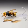 Revogeo Vespa Mandarinia (Asian Giant Hornet / "Murder Hornet") (Reissue)