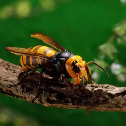 Revogeo Vespa Mandarinia (Asian Giant Hornet / 