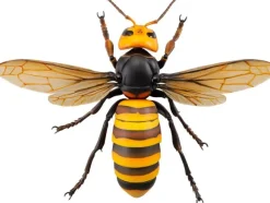 Revogeo Vespa Mandarinia (Asian Giant Hornet / 