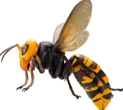 Revogeo Vespa Mandarinia (Asian Giant Hornet / 