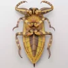 Revogeo Water Bug Tagame