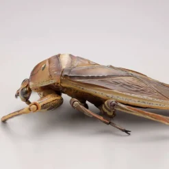 Revogeo Water Bug Tagame