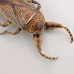 Revogeo Water Bug Tagame